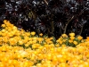 colors2-0998