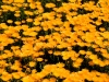colors2-0999