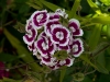 colors3-6531