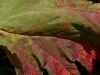 colors3-6533