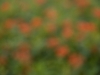 colors3-6553