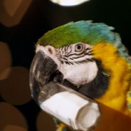 Margaritaville “Parrot”